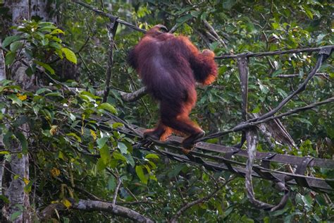 Orangutan Magic 2018: Inspiring Individuals Making a Difference